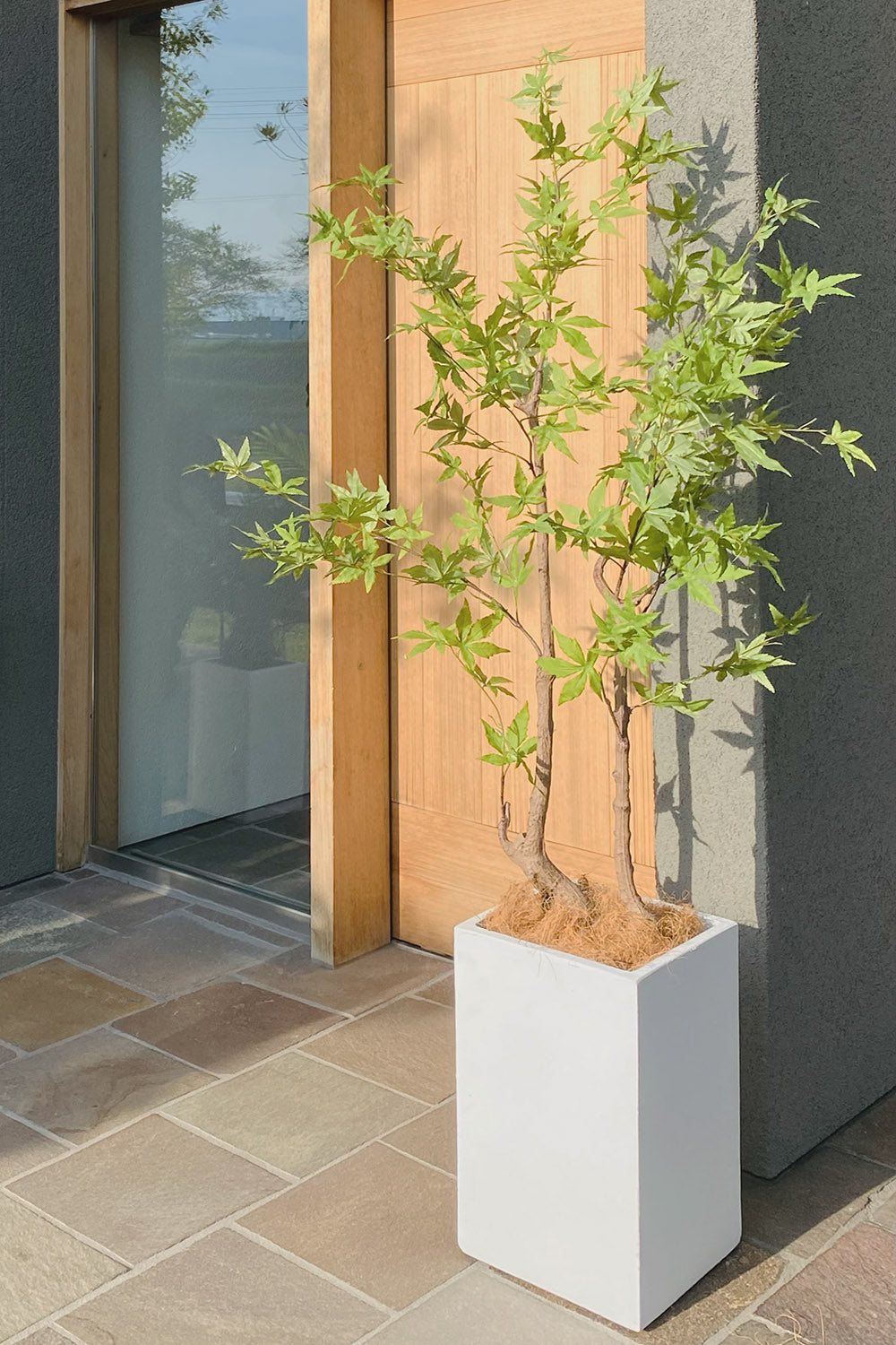モミジ 紅葉 特大 180cm 人工観葉植物 フェイクグリーン 観葉植物 造花 光触媒 鉢付 軽量セメント ファイバーセメント フェイク グリーン インテリア おしゃれ お祝い 消臭 FS120 送料無料