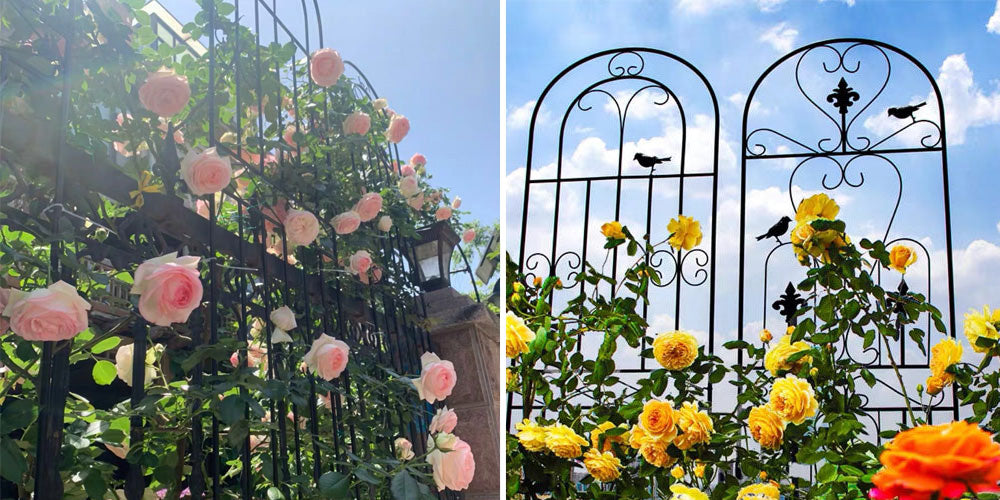 パーゴラ ガーデンフェンス アイアン ローズフェンス ガーデニング用支柱 つる花錬鉄 園芸支柱 防錆 簡単組立式 2枚セット送料無料