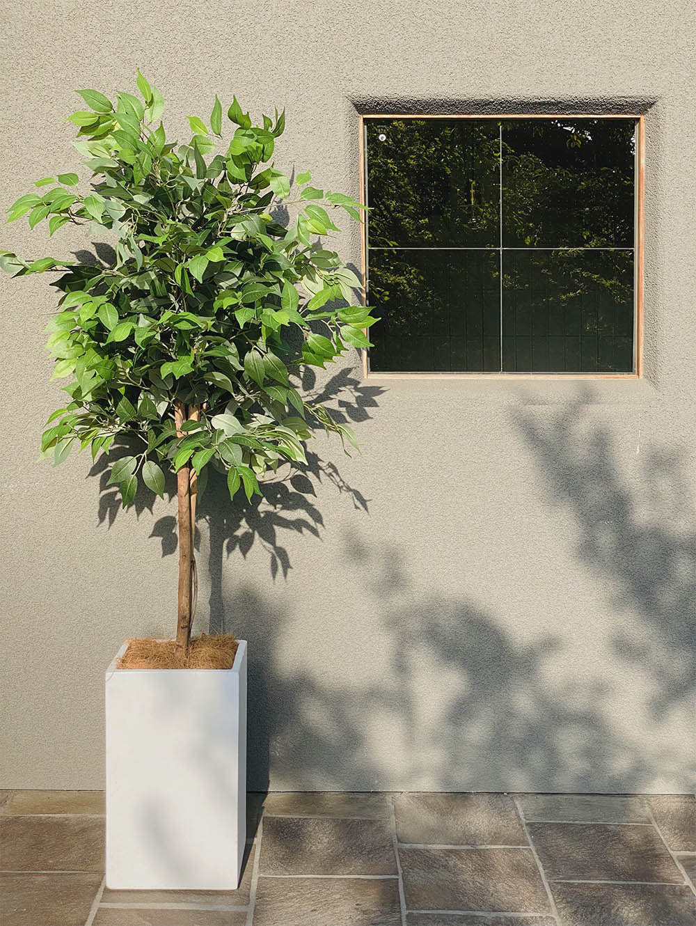 ベンジャミン 特大 170cm シダレガジュマル 人工観葉植物 フェイクグリーン  観葉植物 造花 光触媒 鉢付 軽量セメント ファイバーセメント フェイク グリーン インテリア おしゃれ お祝い 消臭 RS120 送料無料