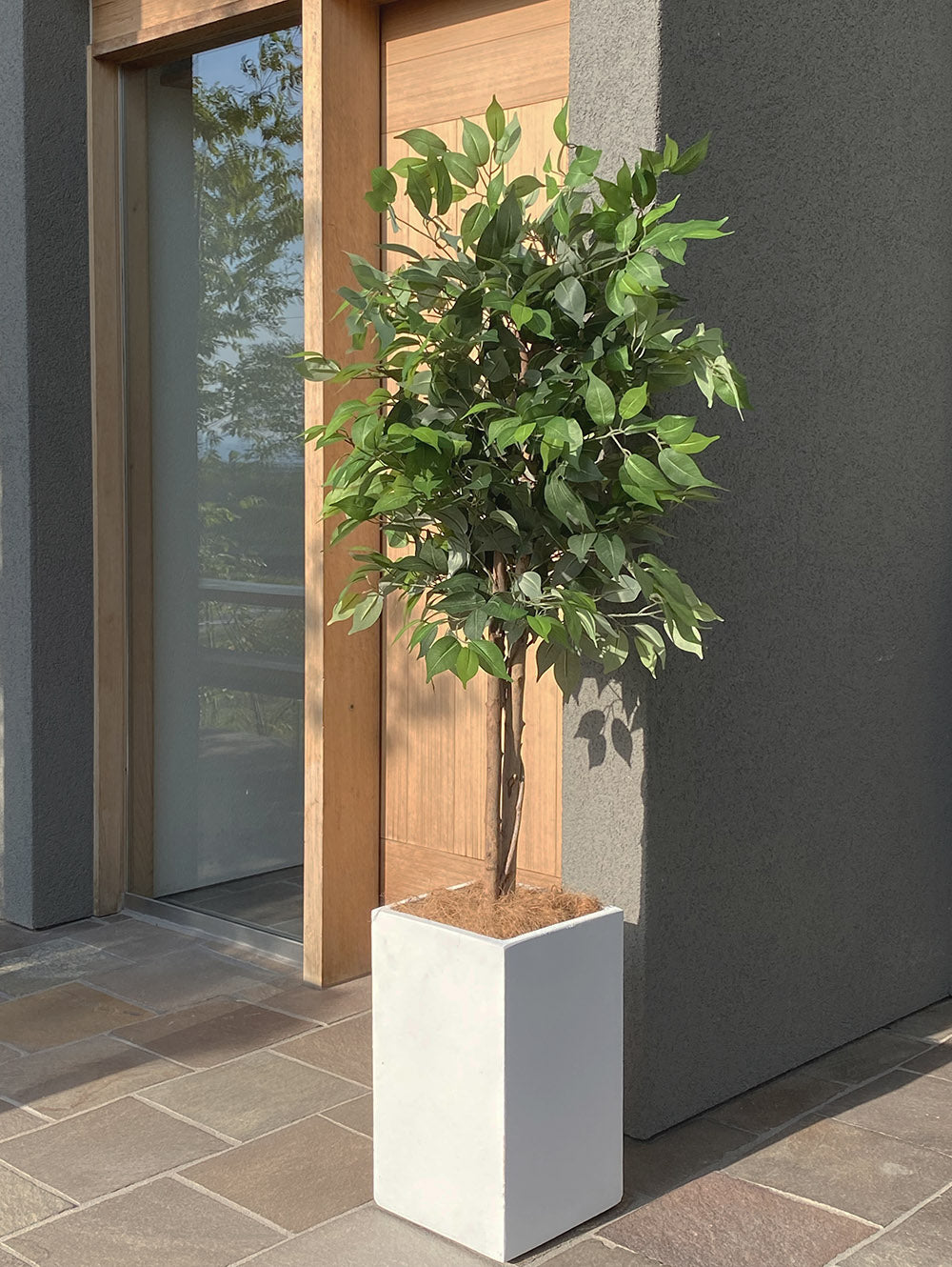ベンジャミン 特大 170cm シダレガジュマル 人工観葉植物 フェイクグリーン  観葉植物 造花 光触媒 鉢付 軽量セメント ファイバーセメント フェイク グリーン インテリア おしゃれ お祝い 消臭 RS120 送料無料