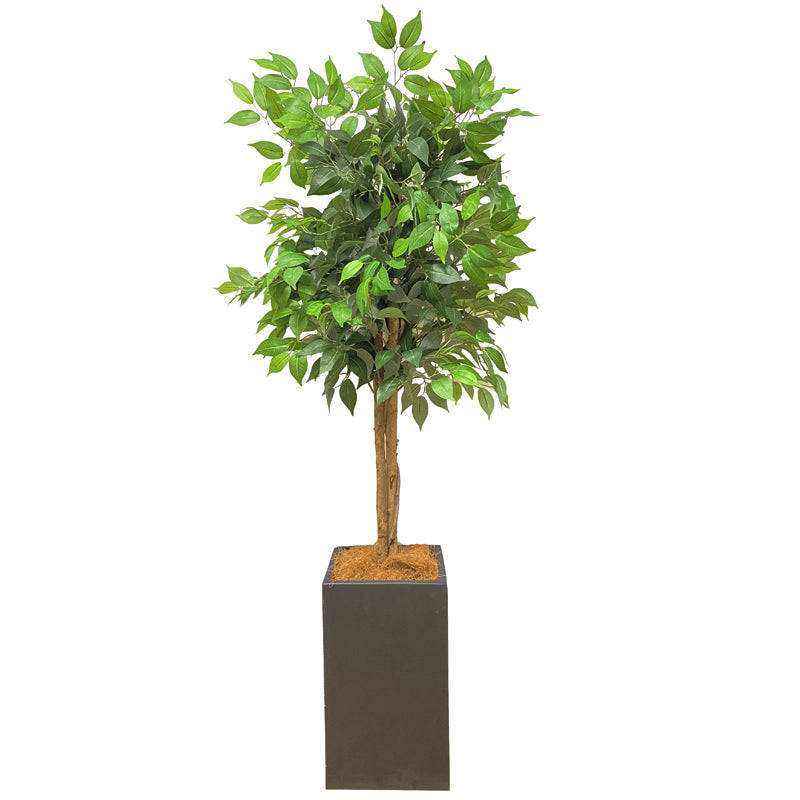 ベンジャミン 特大 170cm シダレガジュマル 人工観葉植物 フェイクグリーン  観葉植物 造花 光触媒 鉢付 軽量セメント ファイバーセメント フェイク グリーン インテリア おしゃれ お祝い 消臭 RS120 送料無料